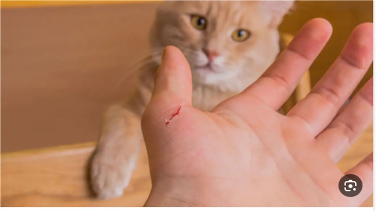 الوقاية من مرض السعار: مواعيد المصل المضاد والجرعات التنشيطية بعد التعرض للعض